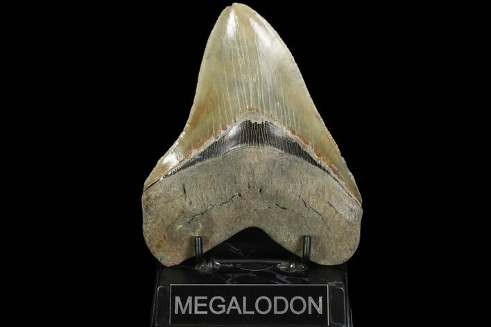 Serrated, Fossil Megalodon Tooth - Beautiful Color #89793